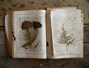 book-with-pressed-flora-and-fauna