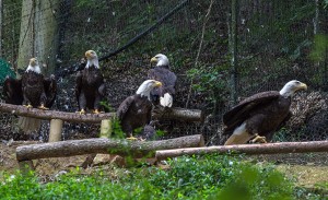 eagle-mountain-sanctuary