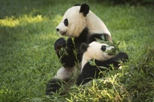 pandas-at-natl-zoo